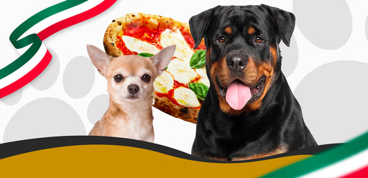Discover the 10 most iconic and meaningful Italian dog names!