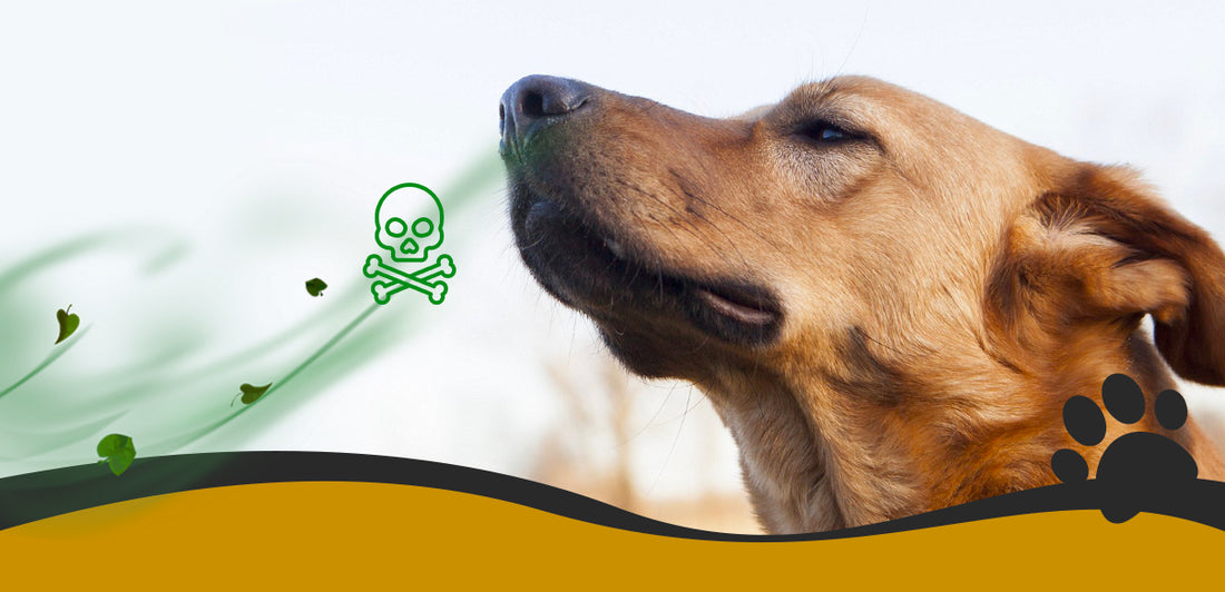 Dogs' sense of smell can detect emotions... And why this could be harm