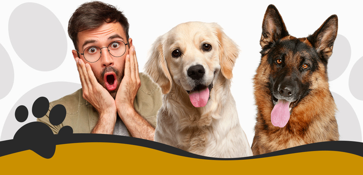 5 WEIRD THINGS ABOUT DOGS THAT (MAYBE) YOU DON'T KNOW
