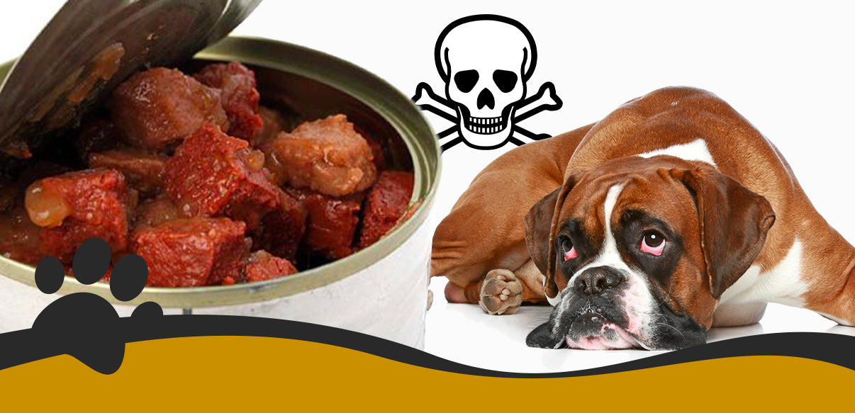 4 Common foods that could Kill your beloved dog – PawBau