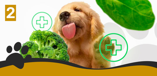 Improve your dog's health with these vegetable choices PART 2