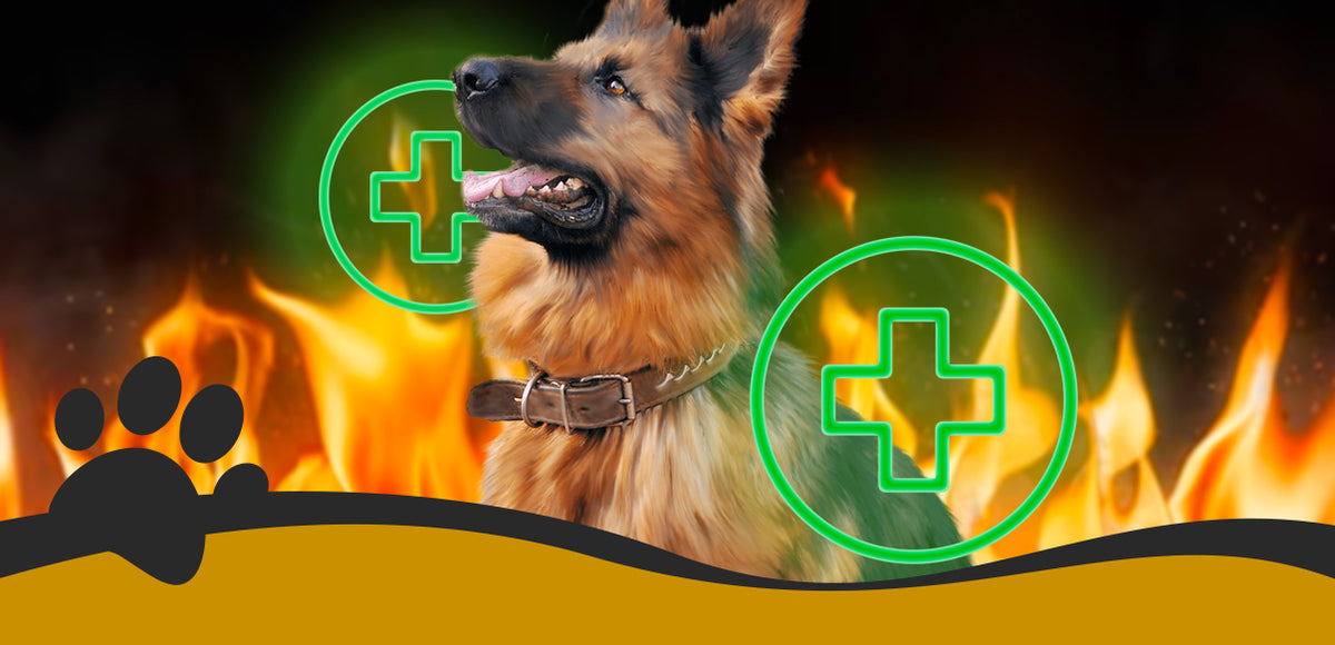Would you be able to save your dog from heat attacks? Increasingly common danger