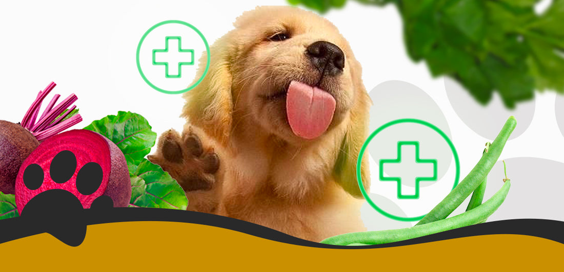 Improve your dog's health with these plant-based choices
