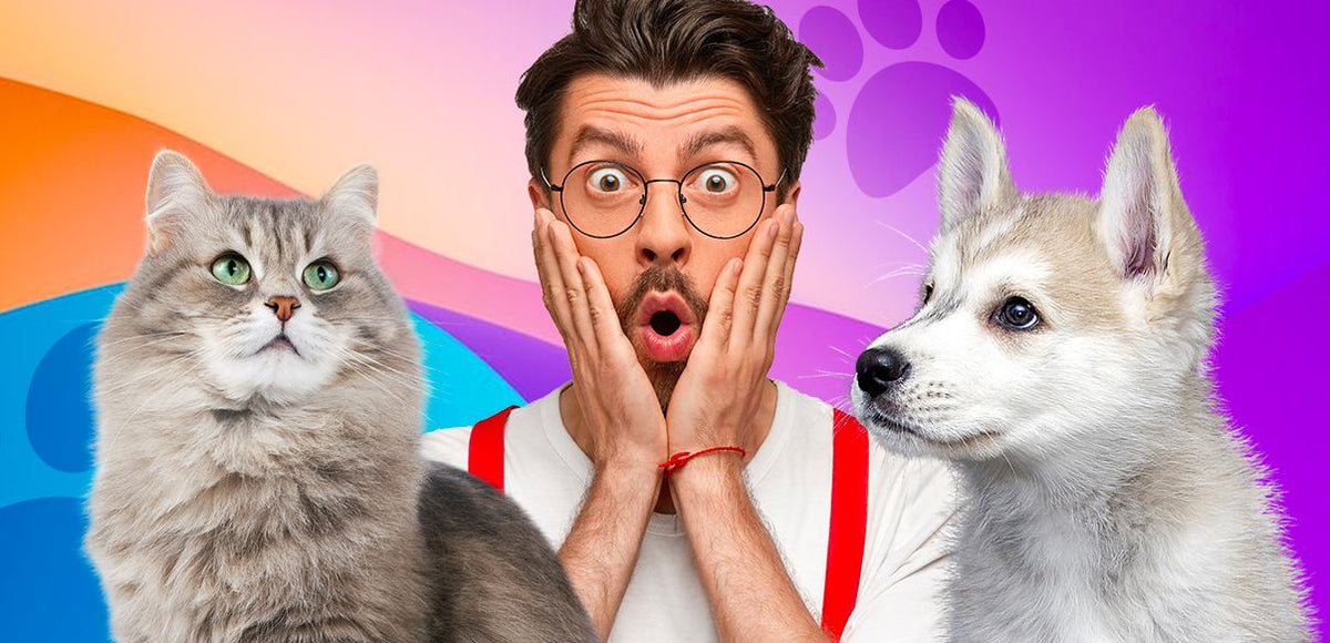 3 Must-Have Items If You Love Your Pet